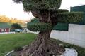 imagen 5 Mantenimiento de Jardines Marcos 