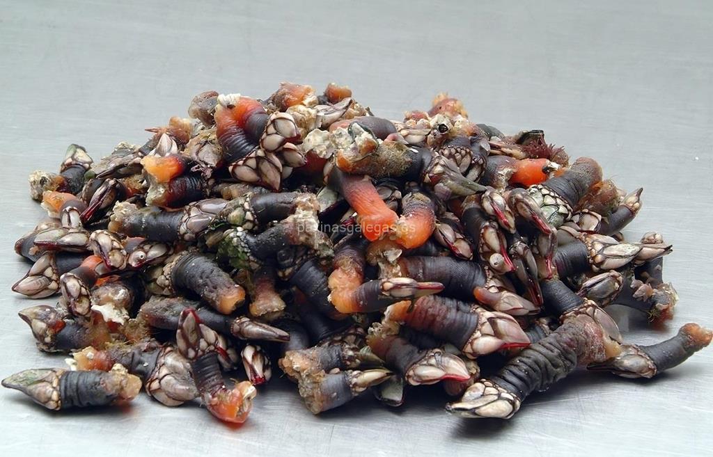 Mariscos Cedeira imagen 12