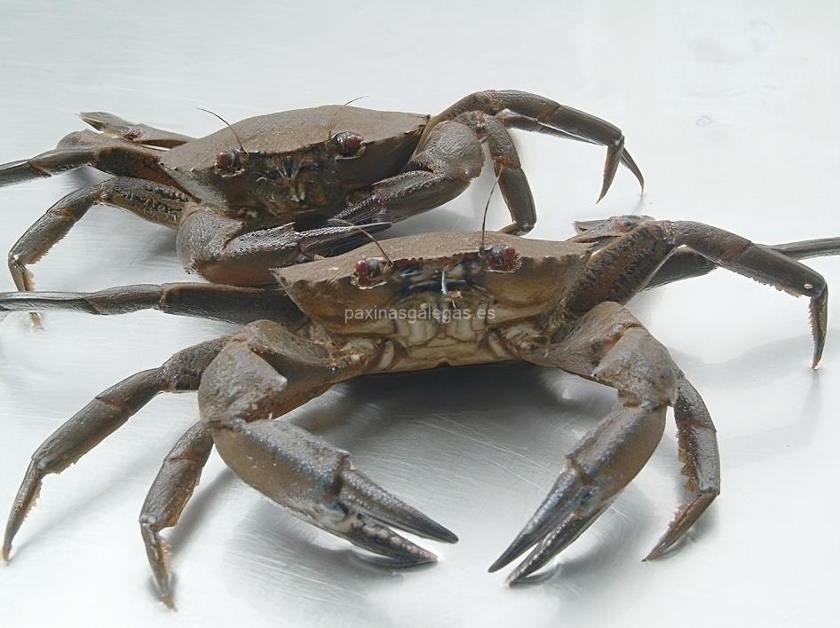 Mariscos Cedeira imagen 14