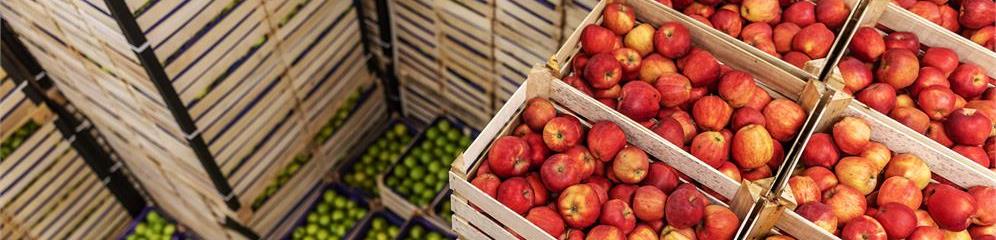 Mayoristas de fruta en Galicia