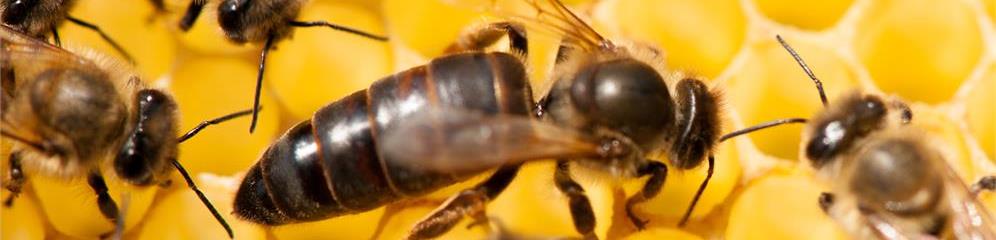 Miel y apicultura en provincia Ourense