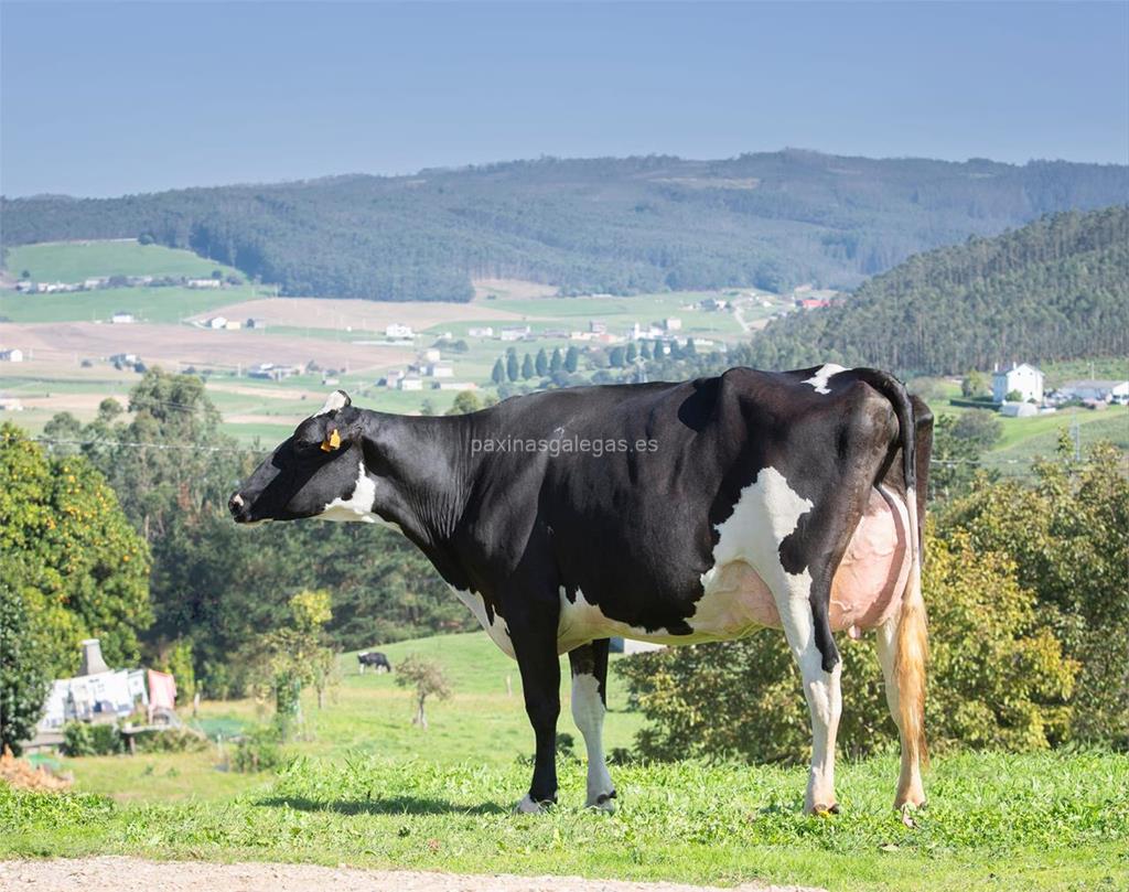 imagen principal Montoño Holstein