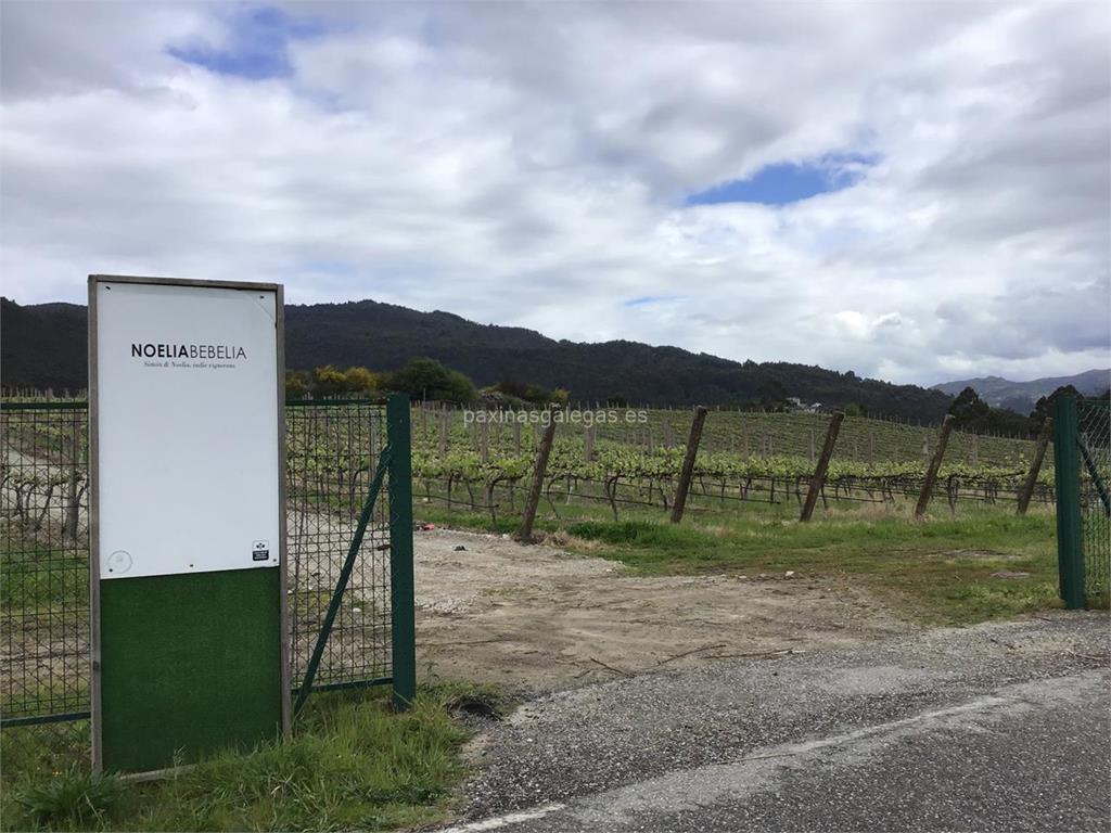 imagen principal Noelia Bebelia (Albariño)
