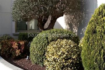 Poda en altura en Oleiros