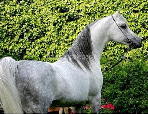imagen principal O Campo Arabians