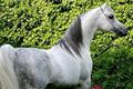imagen principal O Campo Arabians