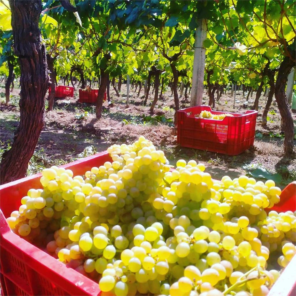 imagen principal Pateiro Vinos de Guarda (El Patito Feo / Ribeiro)