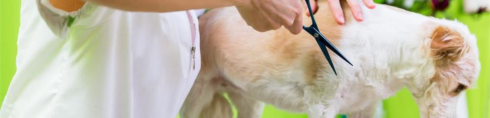 Peluquerías caninas en provincia A Coruña