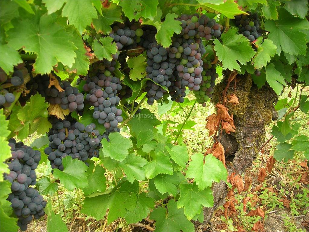 imagen principal PR-G 86 Sendeiro dos Viñedos da Ribeira Sacra