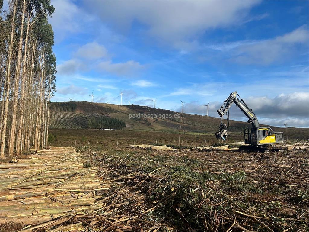 Rolle Forestal imagen 16