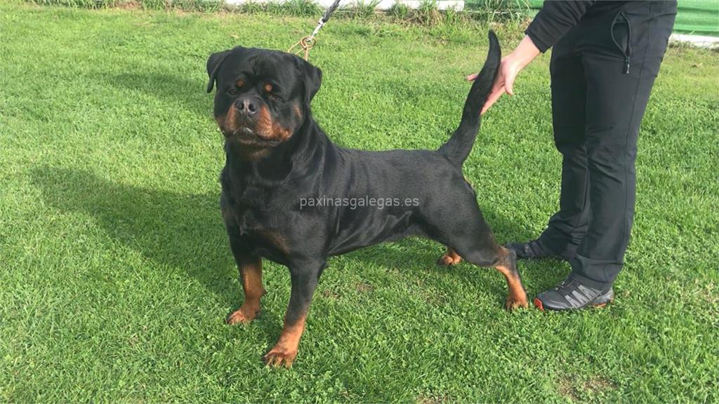 imagen principal Rottweiler Do Pazo Espiño