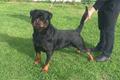 imagen principal Rottweiler Do Pazo Espiño