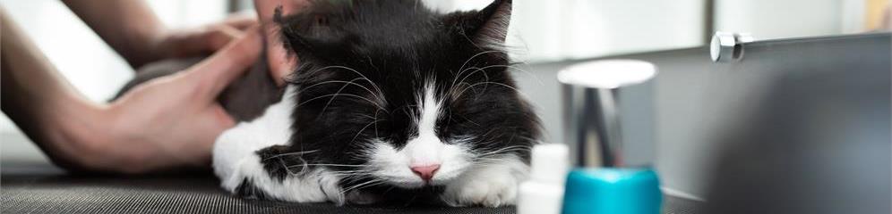 Salóns de peiteado felinos en provincia Pontevedra