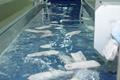 imagen principal Sargopesca, S.L