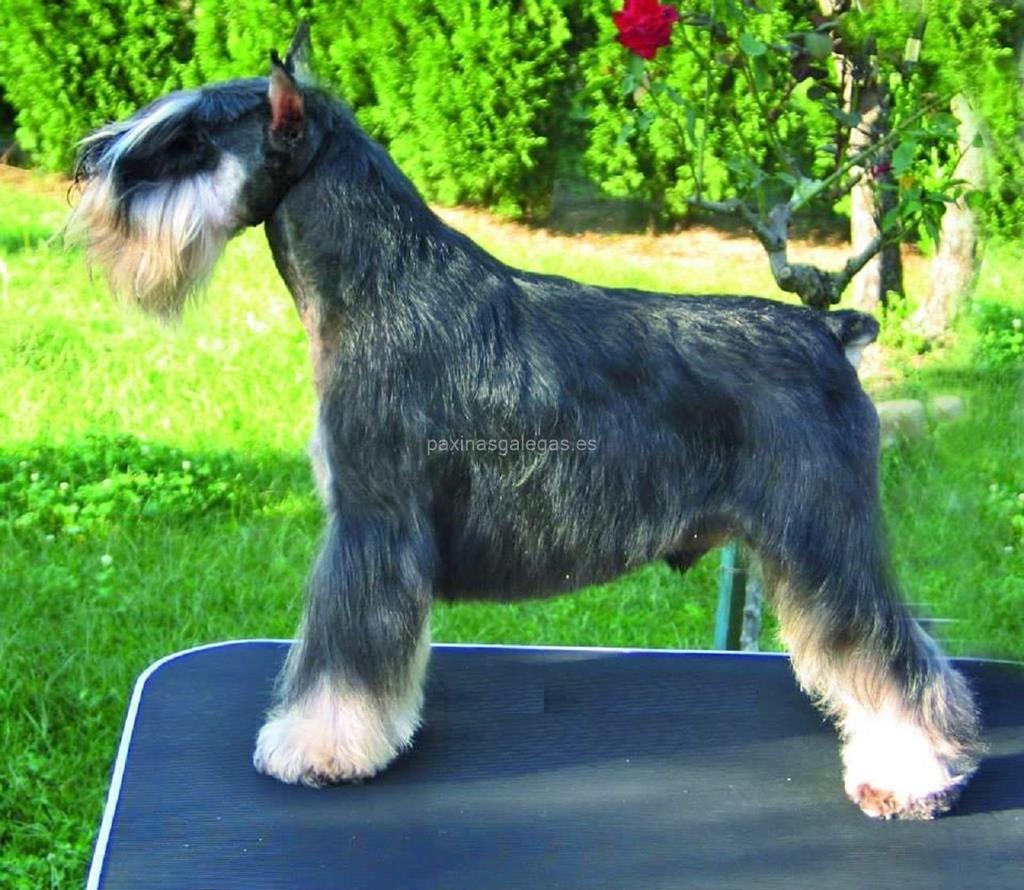 imagen principal Schnauzer Illas Cíes