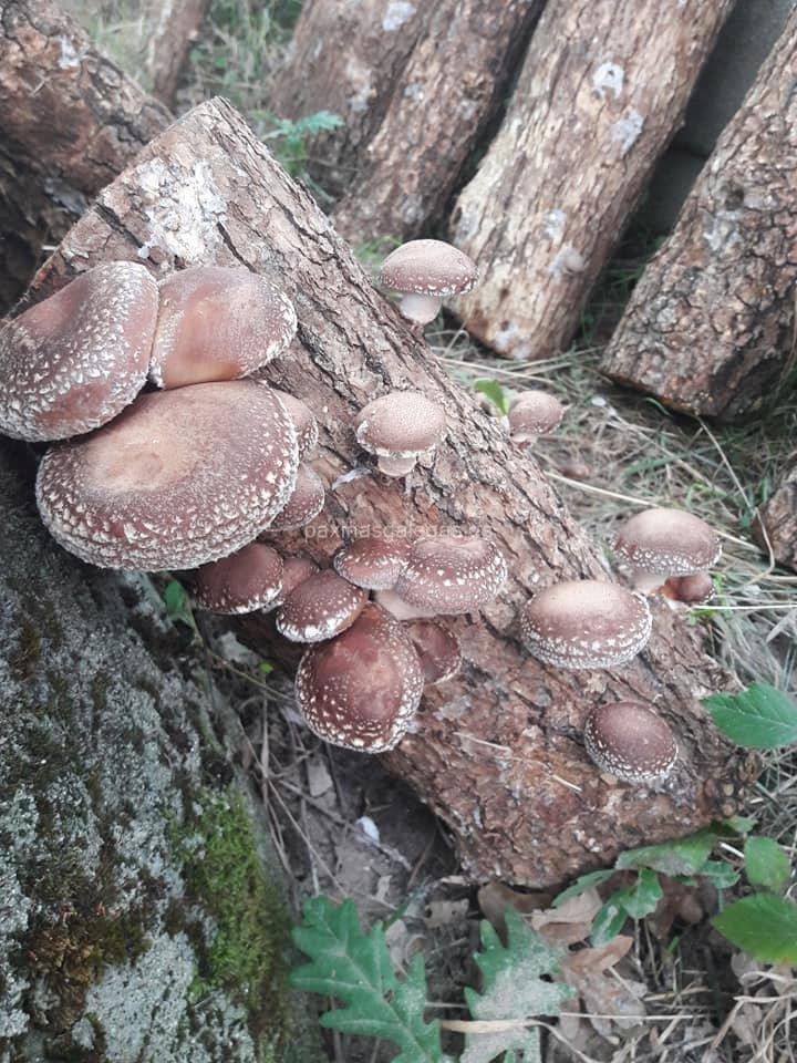 imagen principal Shiitake Trives