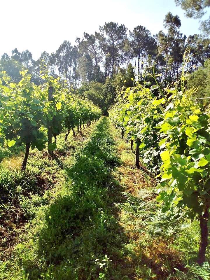 imagen principal Terras do Sur (Albariño)