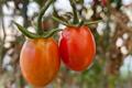 imagen principal Tomates Tomasa