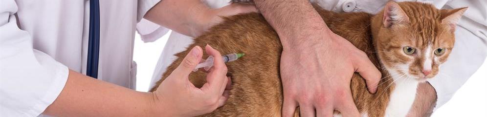 Veterinarios y clínicas veterinarias en Galicia