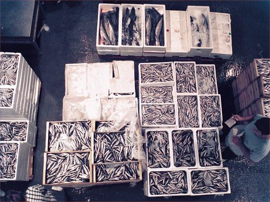 imagen principal Vigo Atlantic Fish