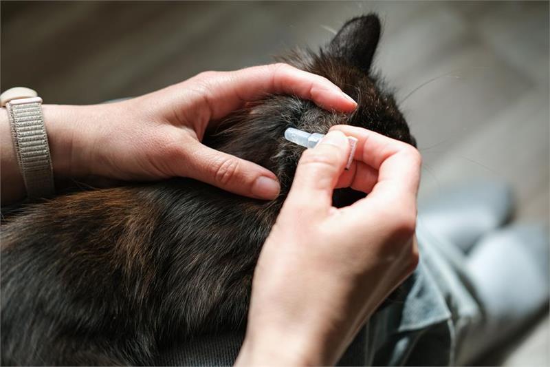 Imagen del epígrafe